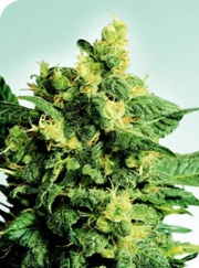 Shiva Shanti II Regular cannabis flower bud by Sensi Seeds