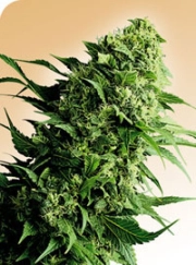 Shiva Shanti Regular cannabis flower bud by Sensi Seeds