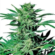 Shiva Skunk Feminized cannabis flower bud by Sensi Seeds