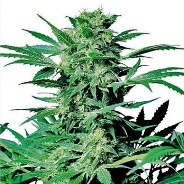 Shiva Skunk Feminized cannabis flower bud by Sensi Seeds