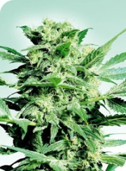 Shiva Skunk Regular cannabis flower bud by Sensi Seeds