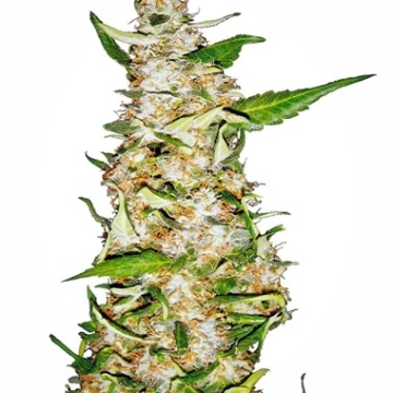 Skunk #1 Auto Auto cannabis flower bud by Sensi Seeds