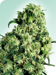 Skunk #1 Regular cannabis flower bud by Sensi Seeds