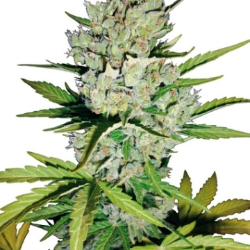 Super Skunk Auto Autoflowering cannabis flower bud by Sensi Seeds