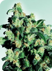 Super Skunk Regular cannabis flower bud by Sensi Seeds