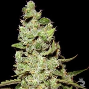 AK47 Regular cannabis flower bud by Serious Seeds