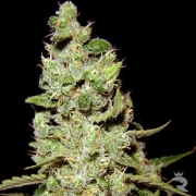 AK47 Feminized cannabis flower bud by Serious Seeds