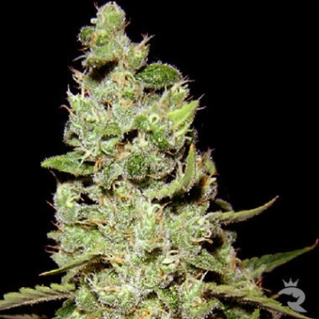 AK47 Feminized cannabis flower bud by Serious Seeds