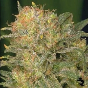 Bubble Gum Regular cannabis flower bud by Serious Seeds
