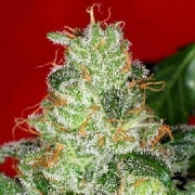 Chronic Feminized cannabis flower bud by Serious Seeds