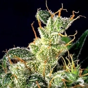 Kali Mist Regular cannabis flower bud by Serious Seeds