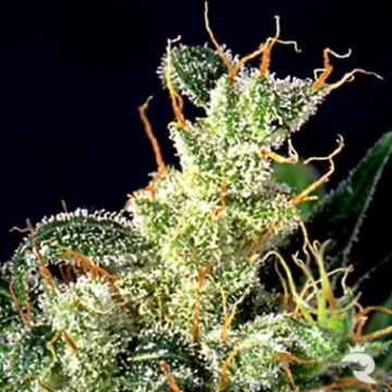 Kali Mist Feminized cannabis flower bud by Serious Seeds