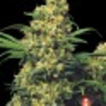 Warlock Regular cannabis flower bud by Serious Seeds