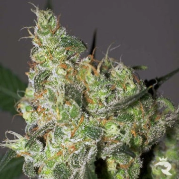 White Russian Feminized cannabis flower bud by Serious Seeds