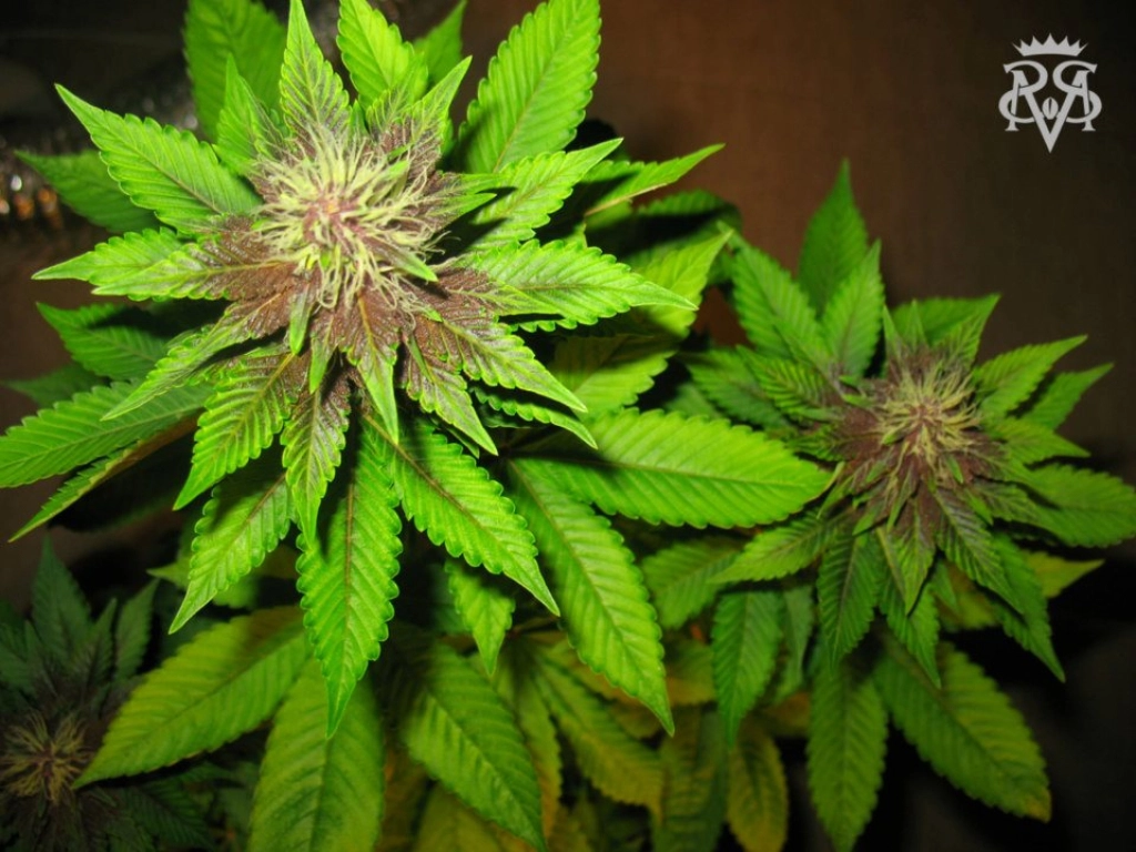 Bizarre – SickMeds Seeds – Feminized