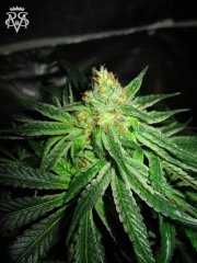 Chupacabra Feminized cannabis flower bud by SickMeds Seeds