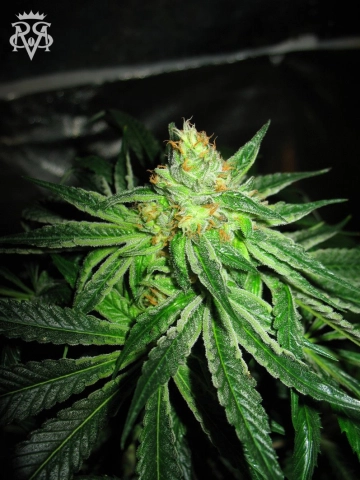 Chupacabra Feminized cannabis flower bud by SickMeds Seeds
