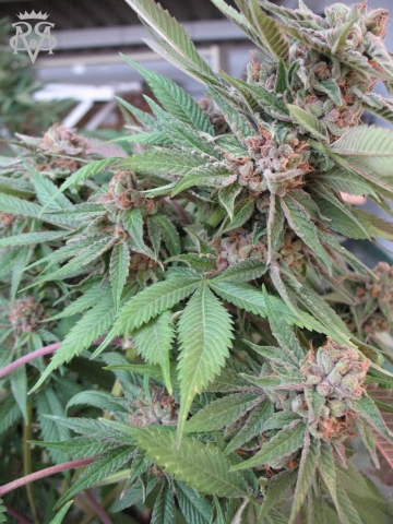 Green Crack Feminized cannabis flower bud by SickMeds Seeds