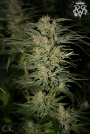 Wonder Kush Regular cannabis flower bud by SickMeds Seeds