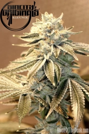 Blue Power F2 Regular cannabis flower bud by Sin City Seeds