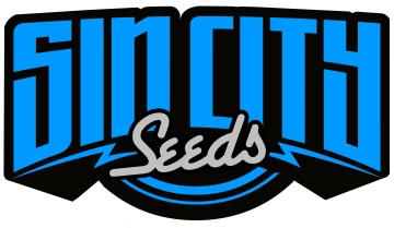 HarleSin Feminized cannabis flower bud by Sin City Seeds