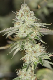 NightFire OG Regular cannabis flower bud by Sin City Seeds