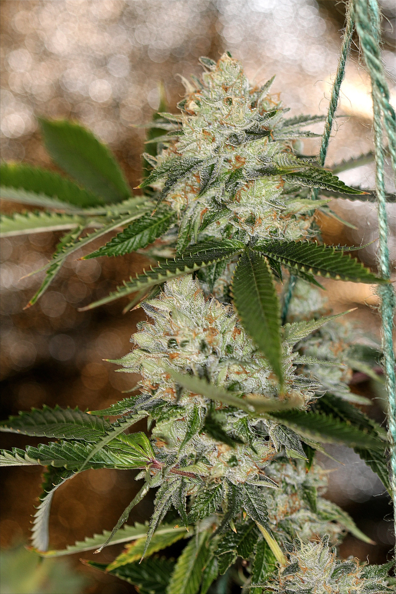 Nightmare OG – Sin City Seeds – Regular