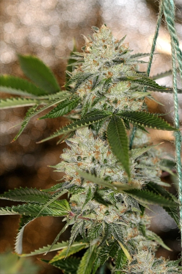 Nightmare OG Regular cannabis flower bud by Sin City Seeds