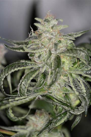 Petroleum Nightmare Regular cannabis flower bud by Sin City Seeds