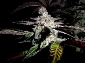 Platinum DeLights Regular cannabis flower bud by Sin City Seeds