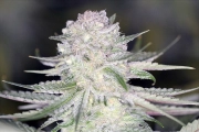PowerNap Regular cannabis flower bud by Sin City Seeds