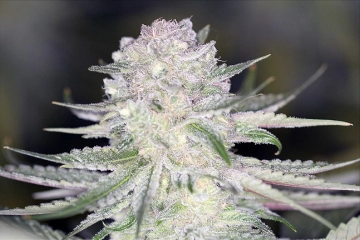 PowerNap Regular cannabis flower bud by Sin City Seeds