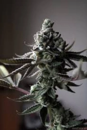 Sin Mint Cookies Regular cannabis flower bud by Sin City Seeds