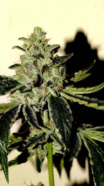 SinValley OG Regular cannabis flower bud by Sin City Seeds