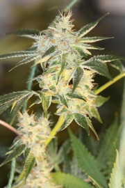 SourNightmare Regular cannabis flower bud by Sin City Seeds