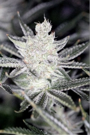 Tangerine Power Regular cannabis flower bud by Sin City Seeds