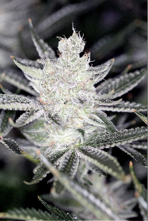 Tangerine Power – Sin City Seeds – Regular