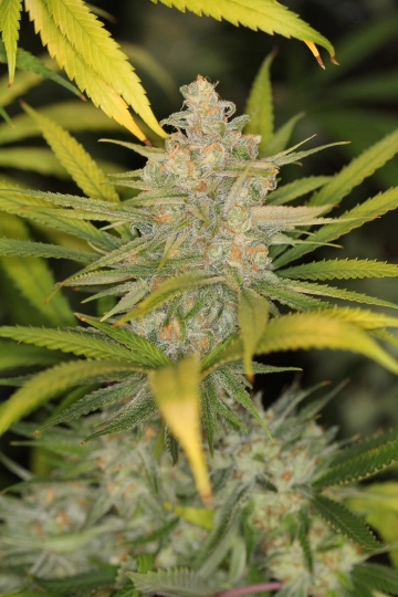 The REM Regular cannabis flower bud by Sin City Seeds