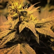 Treasure Island Feminized cannabis flower bud by Sin City Seeds