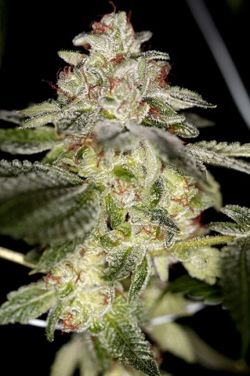 True Power OG Regular cannabis flower bud by Sin City Seeds
