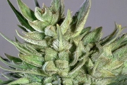 Amnesia Haze Feminized cannabis flower bud by Soma Seeds