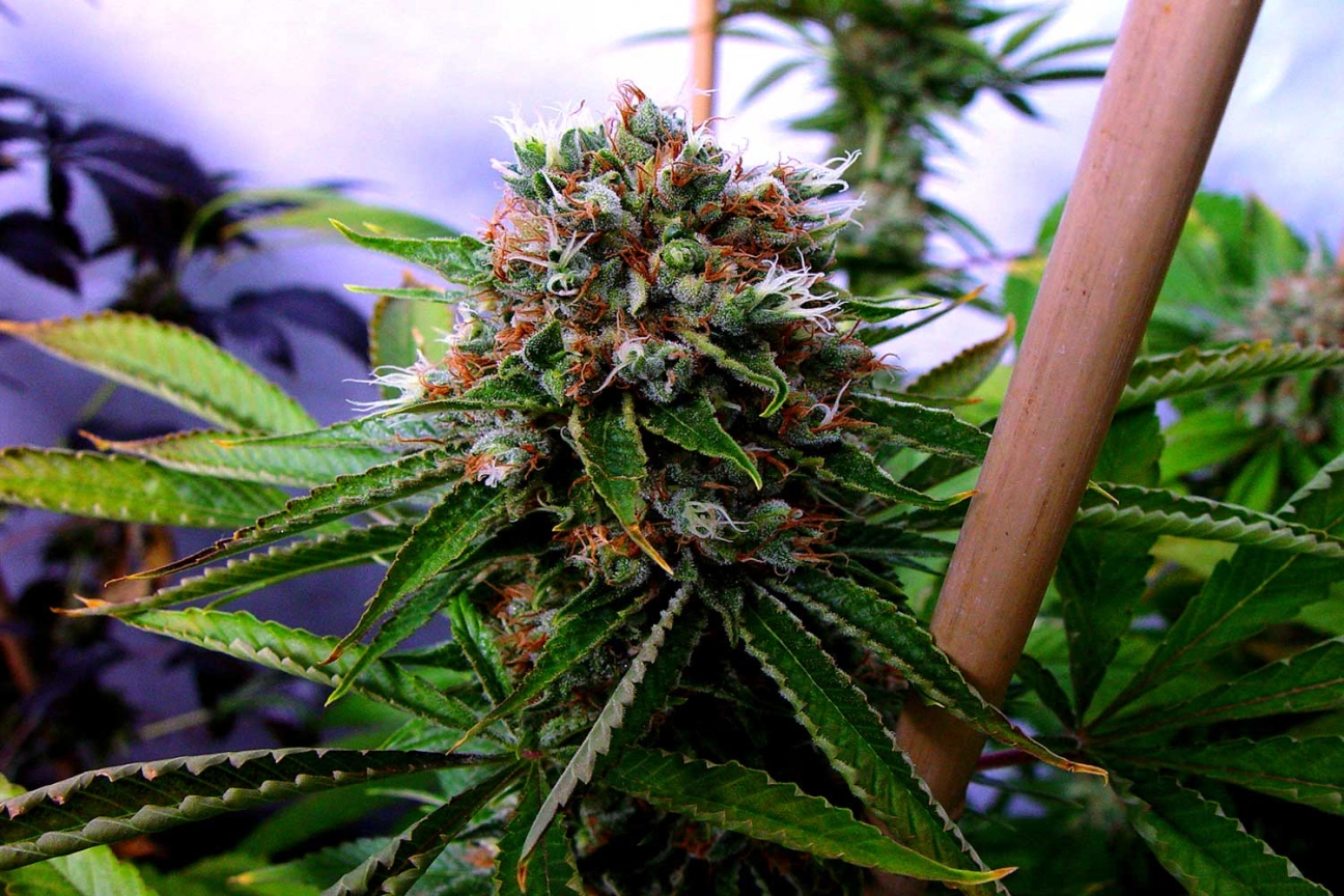 Buddha's Sister – Soma Seeds – Feminized