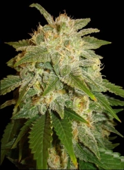 Kushadelic Feminized cannabis flower bud by Soma Seeds