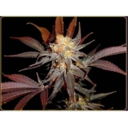 Lavender Feminized cannabis flower bud by Soma Seeds