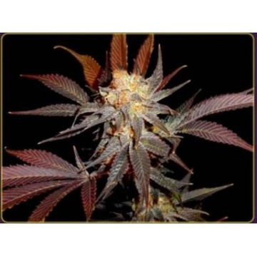 Lavender Feminized cannabis flower bud by Soma Seeds