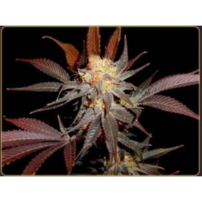 Lavender – Soma Seeds – Feminized