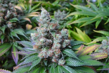 NYC Diesel Feminized cannabis flower bud by Soma Seeds