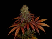 Rock Bud Feminized cannabis flower bud by Soma Seeds
