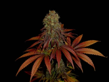 Rock Bud Feminized cannabis flower bud by Soma Seeds