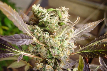 Somango Feminized cannabis flower bud by Soma Seeds